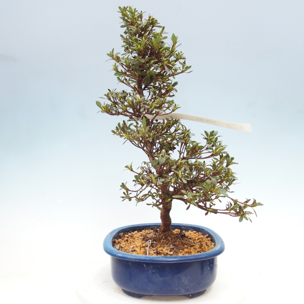Bonsai zewnętrzne - Azalia japońska - Azalia Nikko