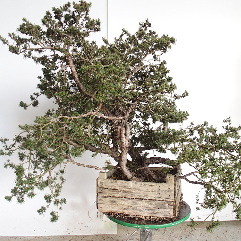 Yamadori - Pinus sylvestris Hiszpania