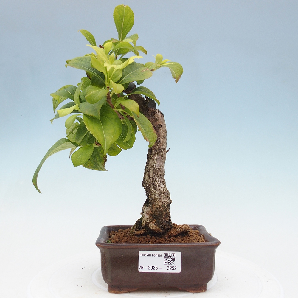 Bonsai na zewnątrz - Celastrus Jesenec