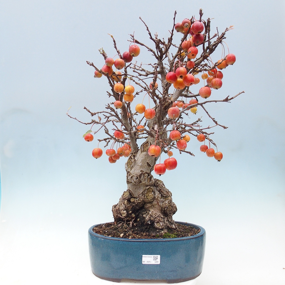 Bonsai plenerowe - Malus Halliana - Jabłoń drobnoowocowa