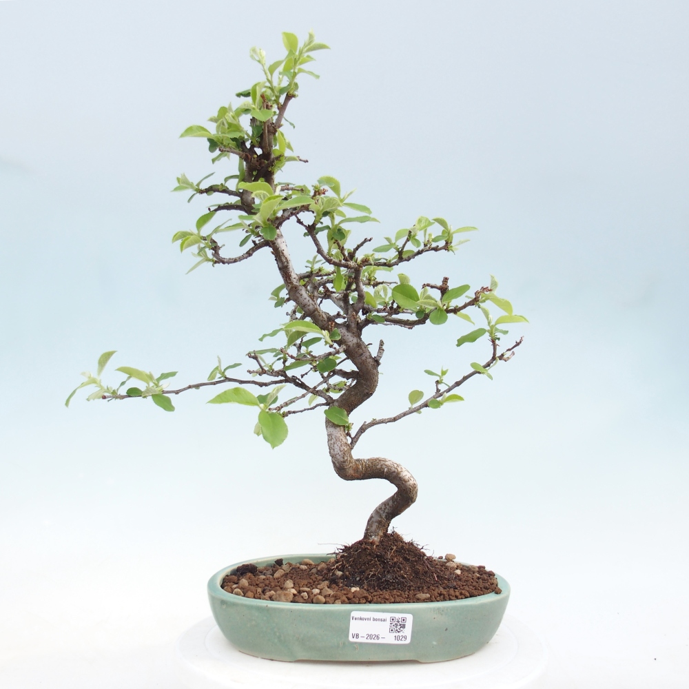 Bonsai zewnętrzne - Chaneomeles chinensis