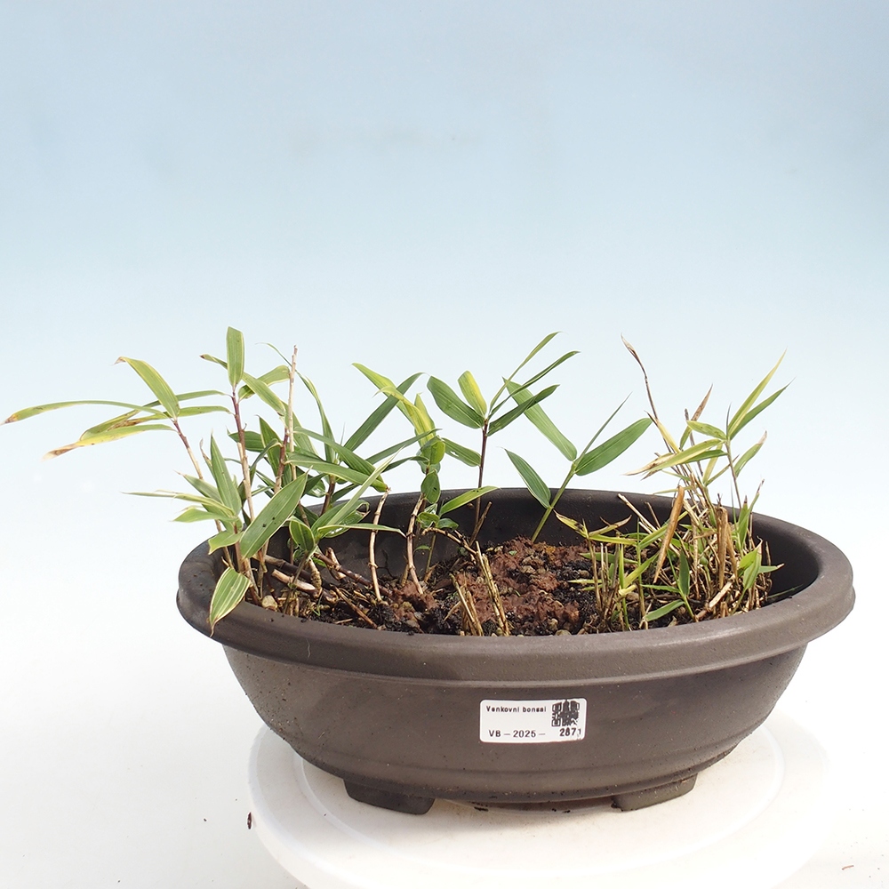 Bonsai zewnętrzne - Sasaella masamuneana Albostriata - Bambus