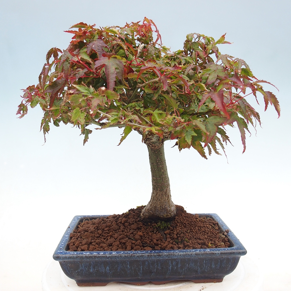 Acer palmatum KIOHIME - klon palmowy