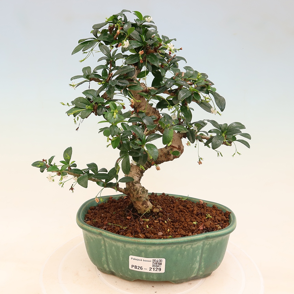 Bonsai pokojowe - Carmona macrophylla - Tea fuki