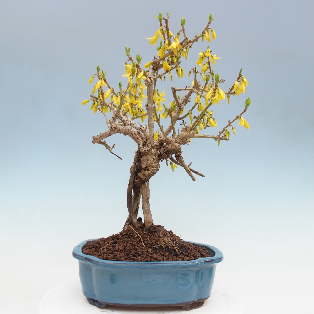 Outdoor bonsai - Zlatice - Forsycja koreańska