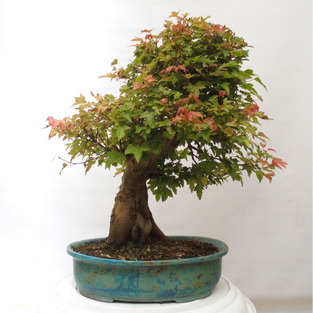 Outdoor bonsai - Maple Buergerianum - Burger Maple