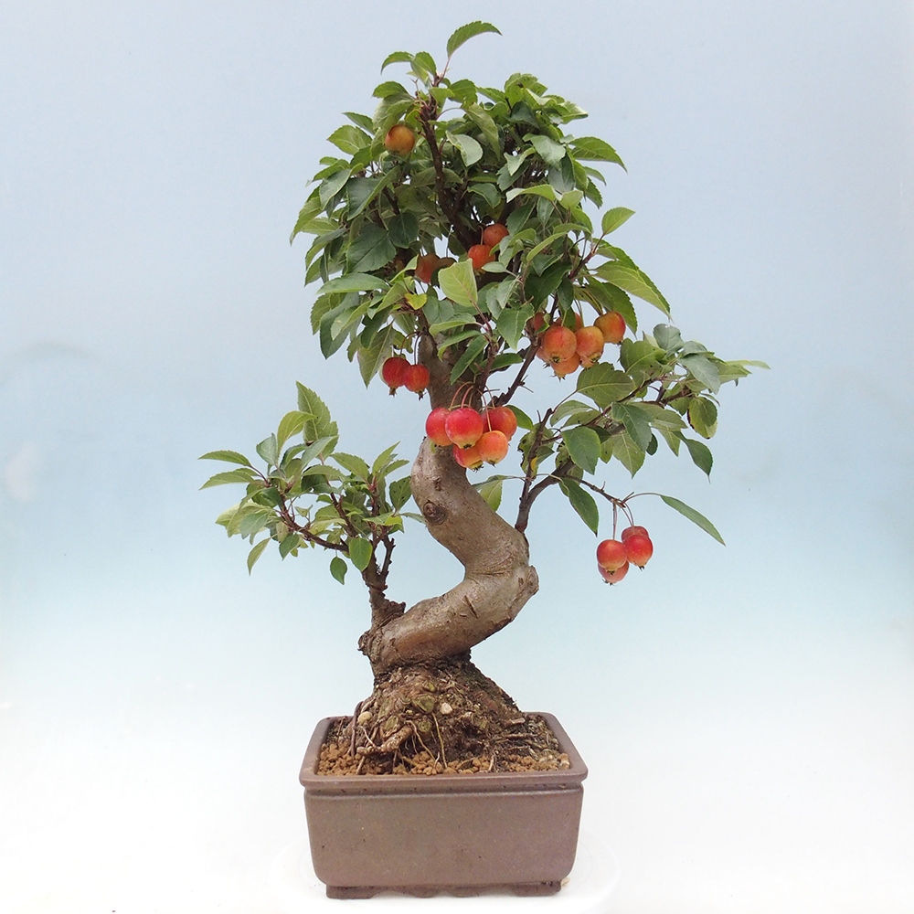 Bonsai plenerowe - Malus Halliana - Jabłoń drobnoowocowa