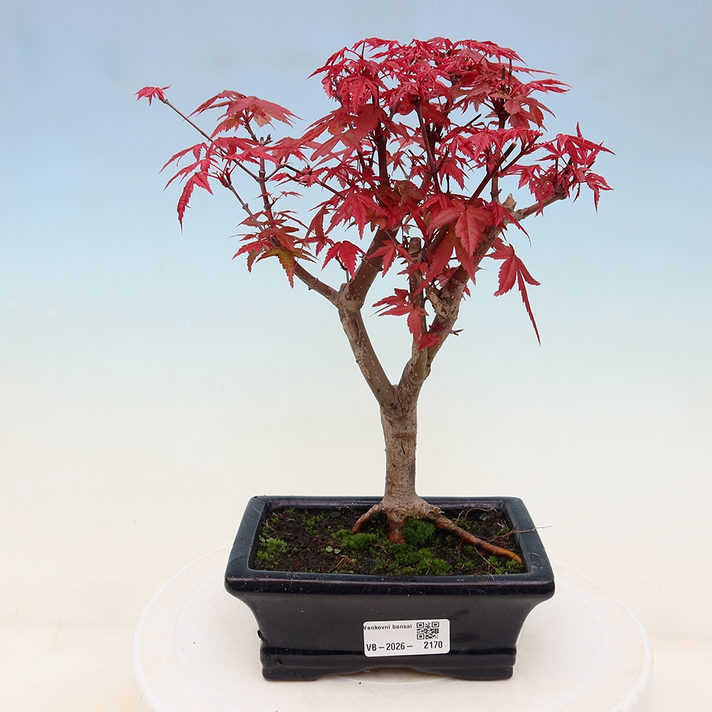 Outdoor bonsai - Acer palmatum DESHOJO
