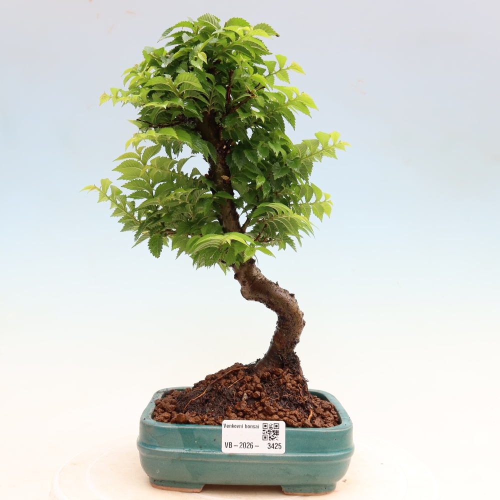 Bonsai ogrodowe – Ulmus Jacqueline Hillier – wiąz piękny