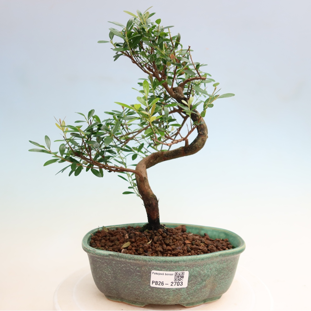 Pokój bonsai - Syzygium - Pimento