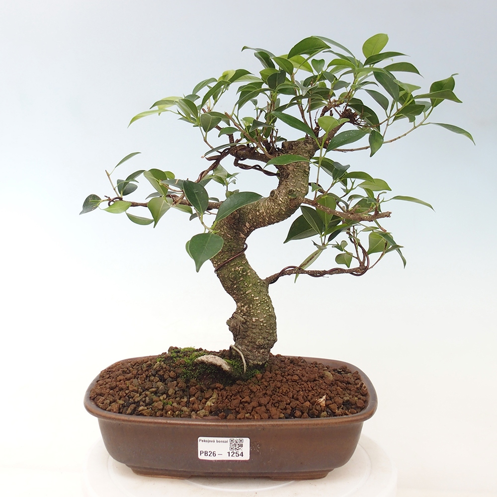Kryty bonsai - kimono Ficus - figowiec drobnolistny