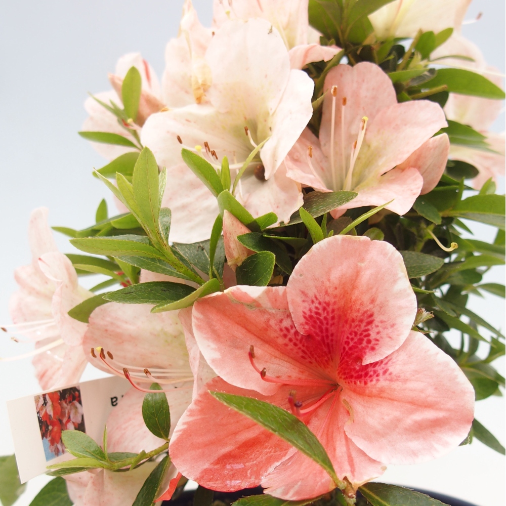 Bonsai ogrodowe - azalia japońska - Azalea Asazakura