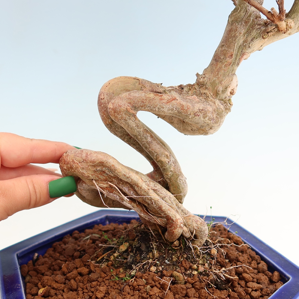 Bonsai pokojowe – Lagerstroemia indica – bz indyjski