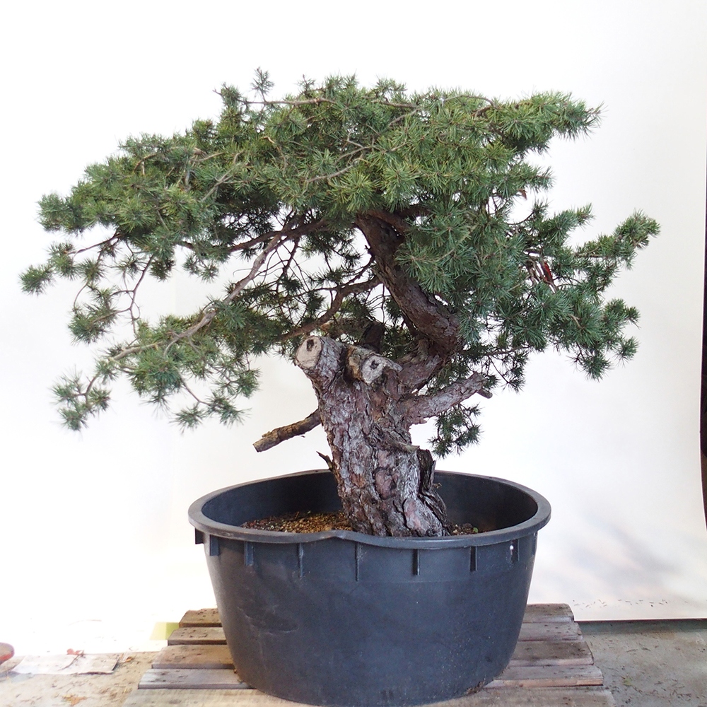 Yamadori - Pinus sylvestris Hiszpania