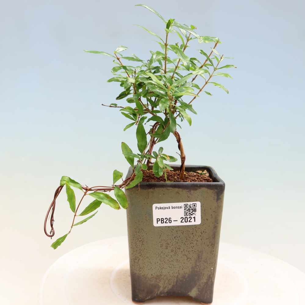 Pokój bonsai - PUNICA granatum nana - jabłko granatu
