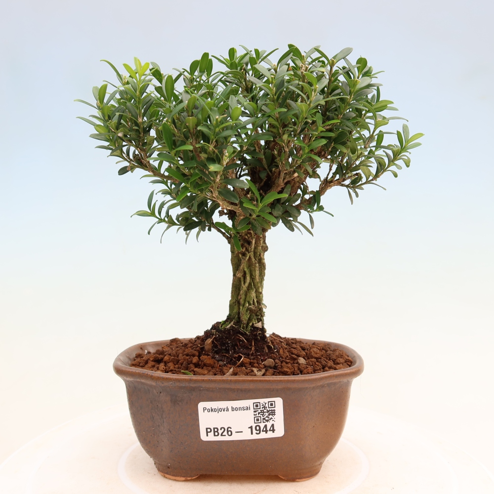 Pokój bonsai - Buxus harlandii - buxus korkowy