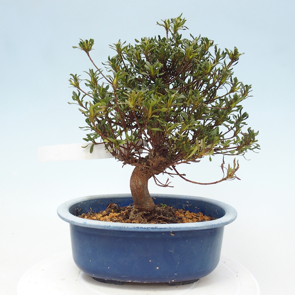 Bonsai zewnętrzne - Azalia japońska - Azalea Ryusen