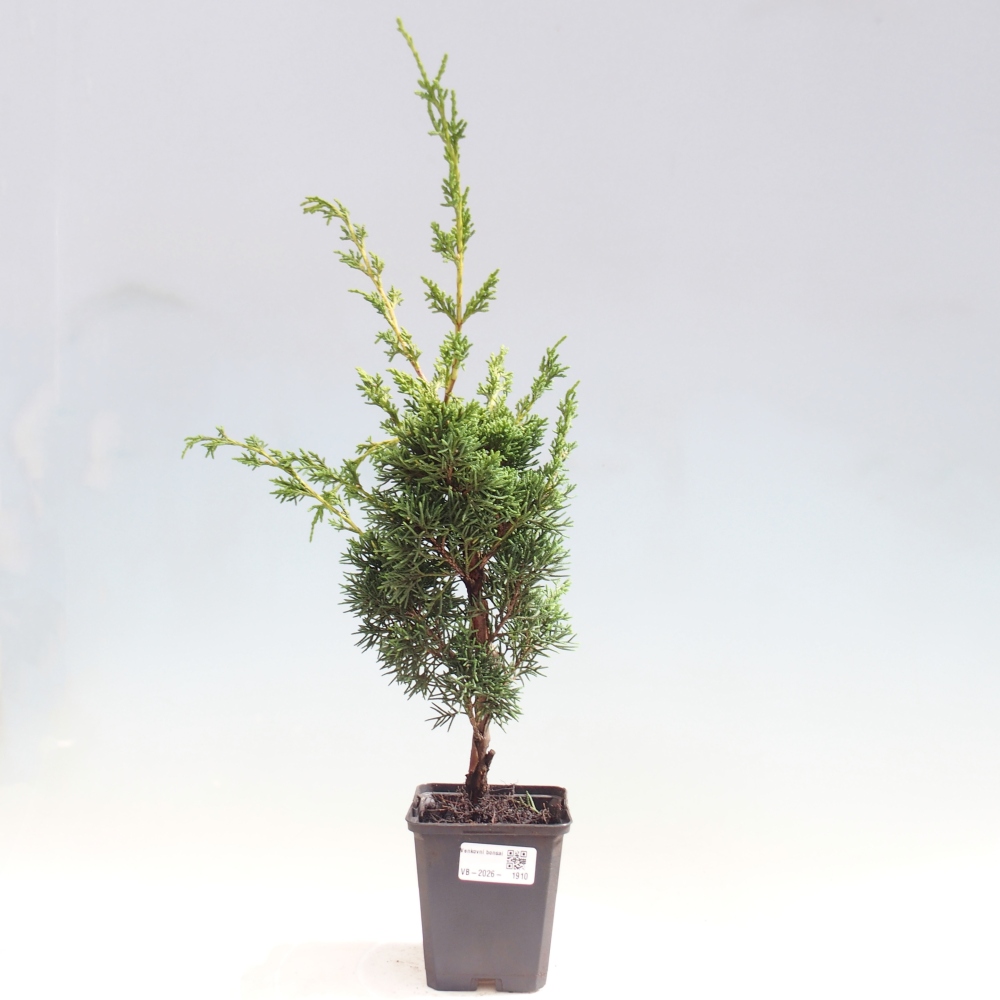 Outdoor bonsai - Juniperus chinensis Kishu
