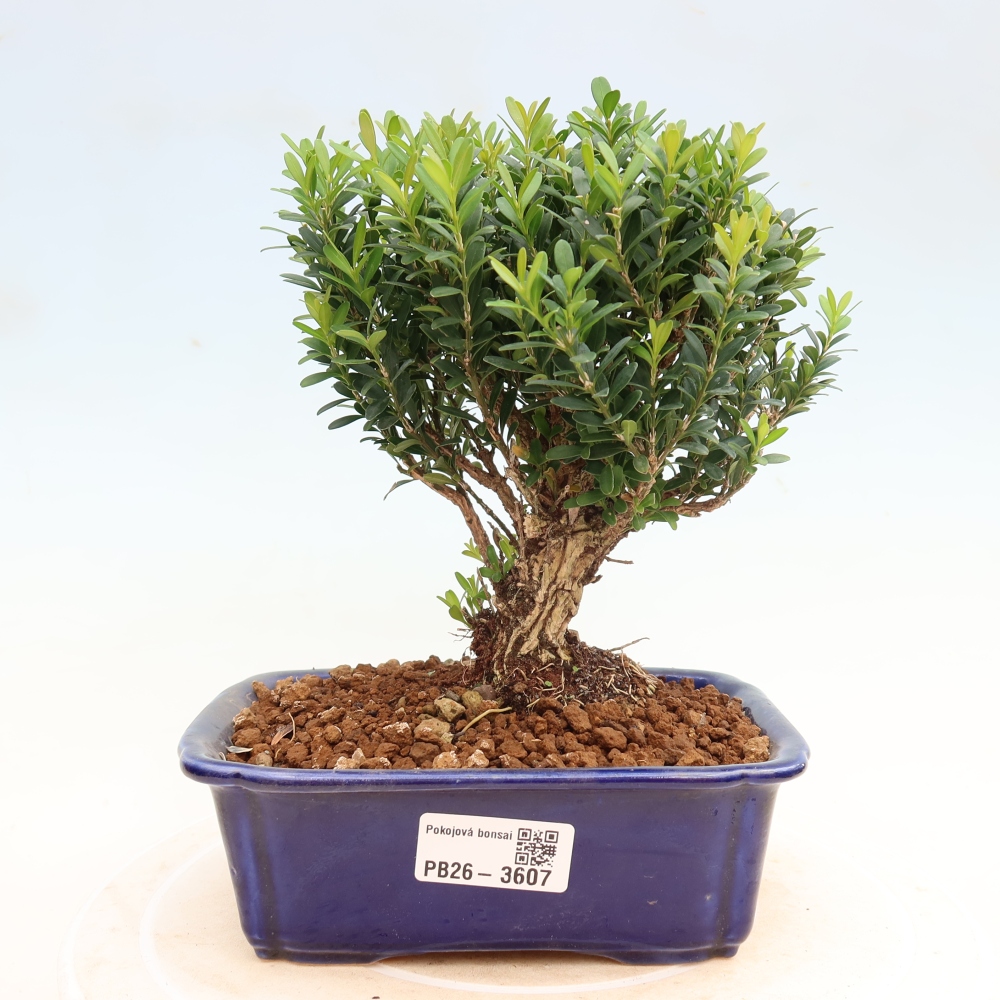 Pokój bonsai - Buxus harlandii - buxus korkowy