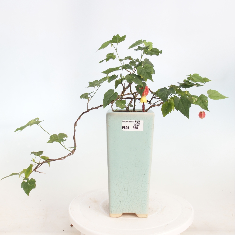 Bonsai domowe - Abutilon Big Bell - Cloudberry