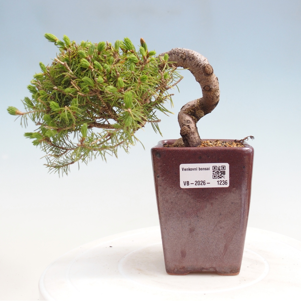 Outdoor bonsai - Świerk pospolity - Picea glauca globe