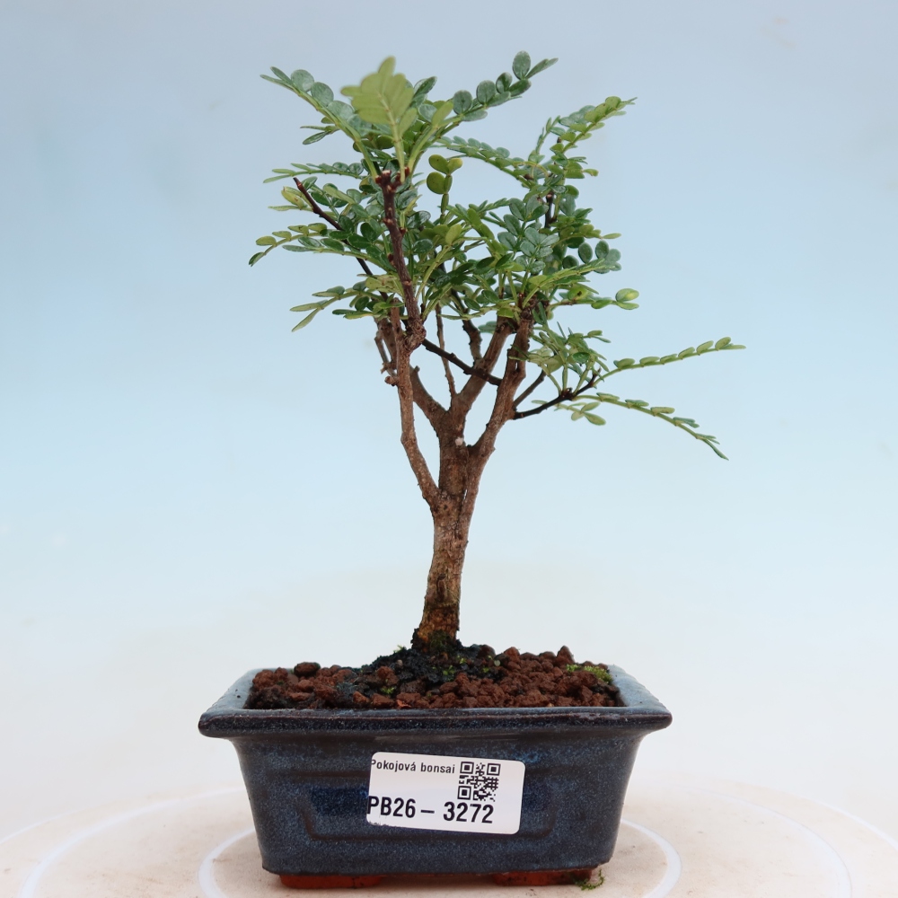Pokój bonsai - Zantoxylum piperitum - drzewo pieprzowe