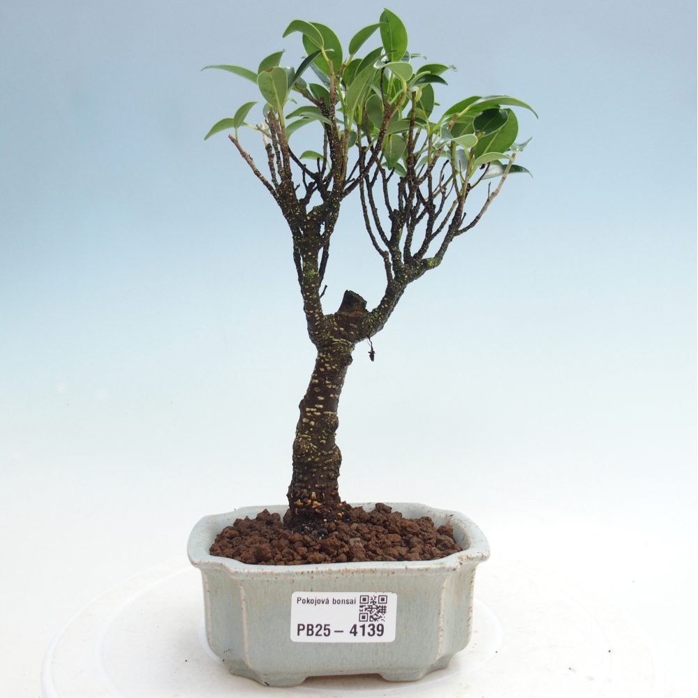 Pokój bonsai Ficus retusa kimmen
