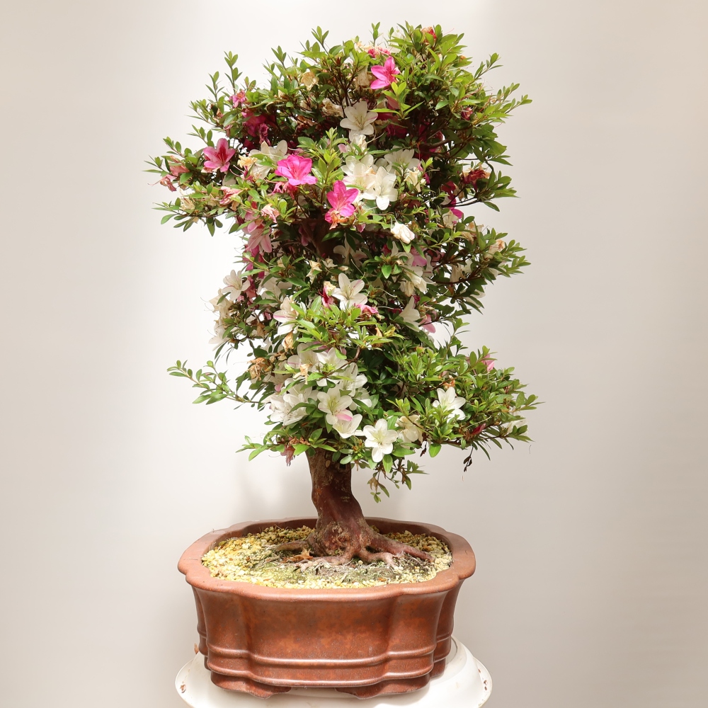 Bonsai zewnętrzne - Azalia japońska - Azalia Shunen