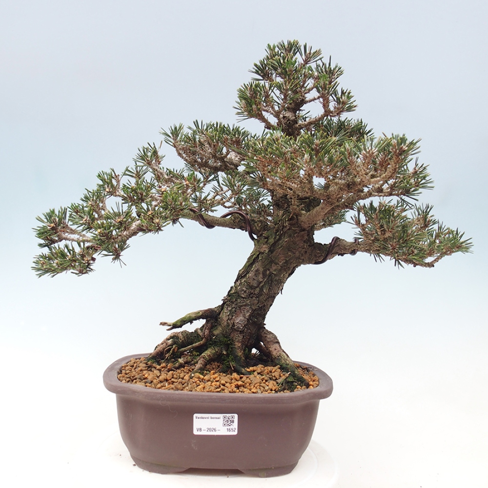 Outdoor bonsai - Pinus thunbergii Kotobuki - Sosna Thunberga