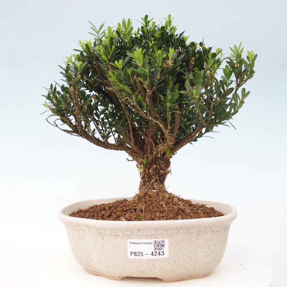 Pokój bonsai - Buxus harlandii - buxus korkowy