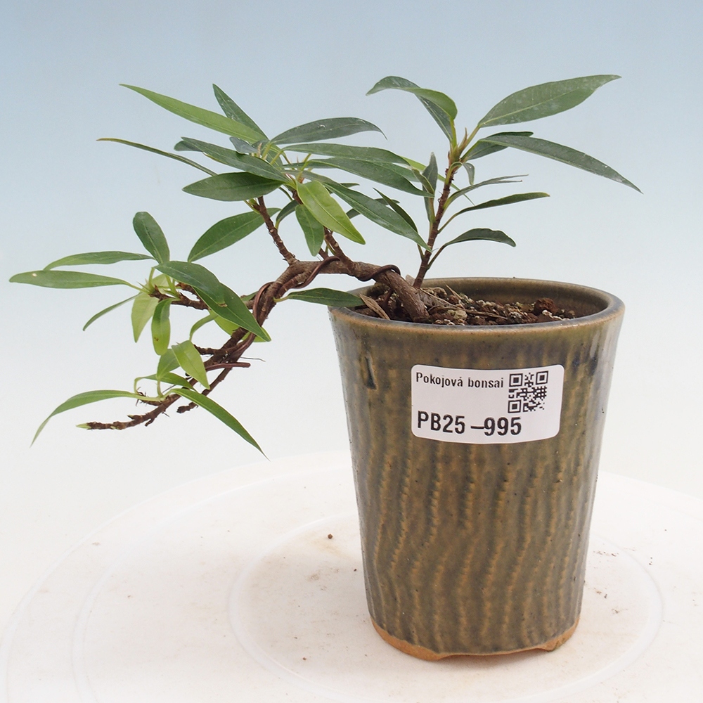 Bonsai wewnętrzne - Ficus nerifolia - figowiec drobnolistny