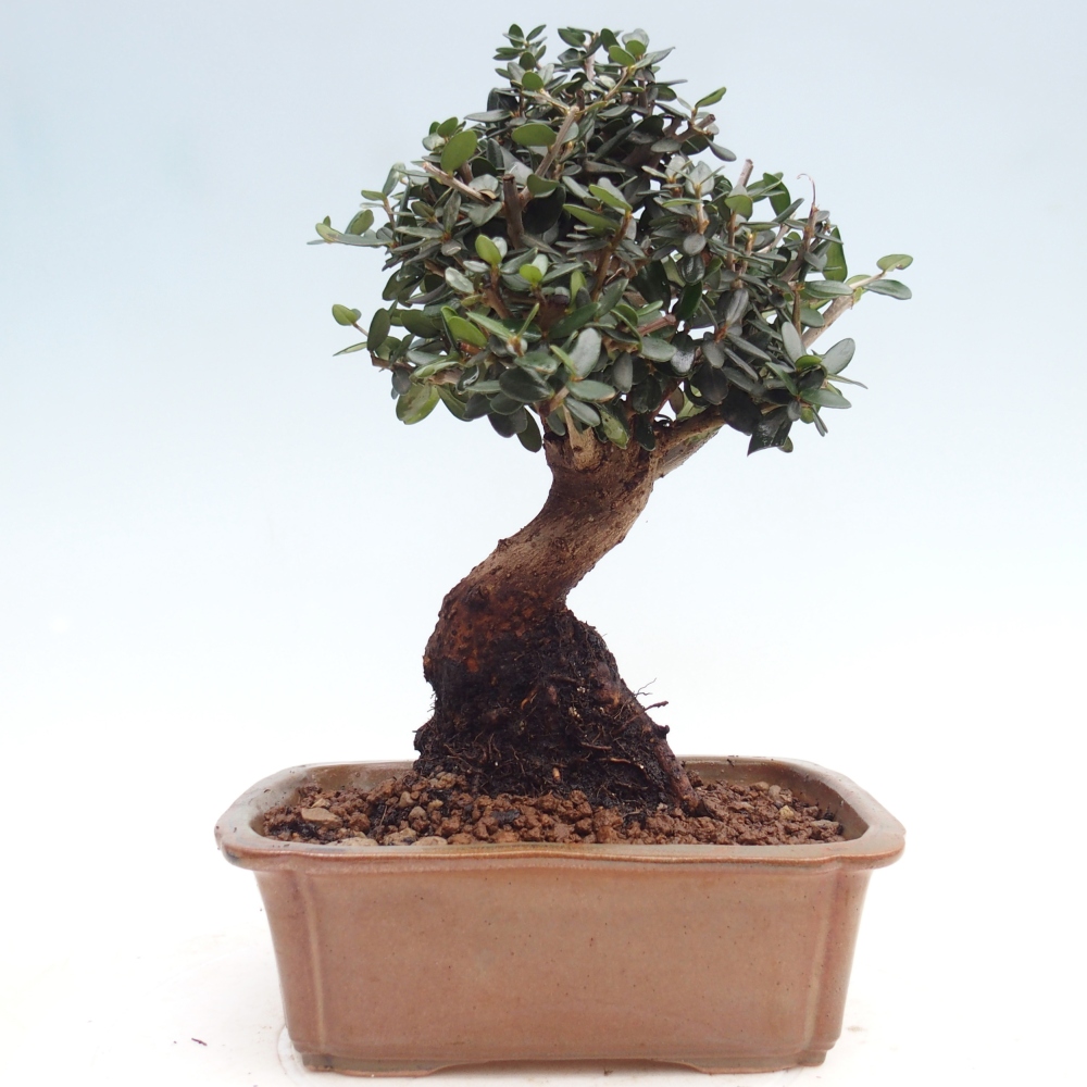 Bonsai do wnętrz - Olea europaea sylvestris