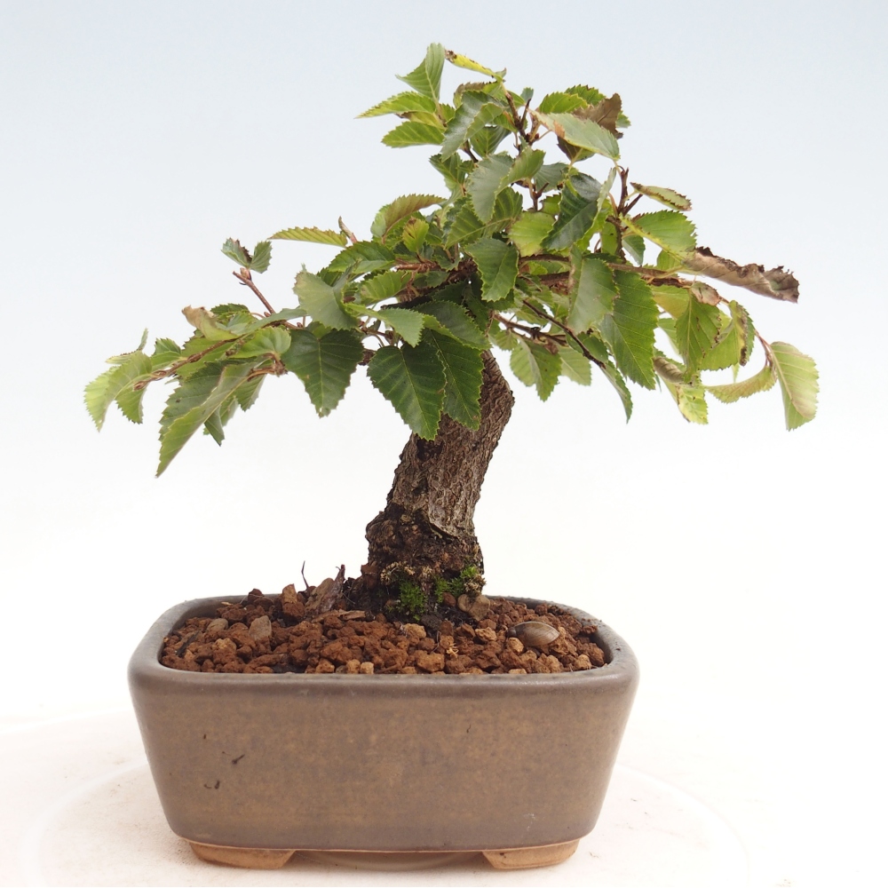 Na zewnątrz bonsai-Karpiny KARPINOWE - Koreański Grab