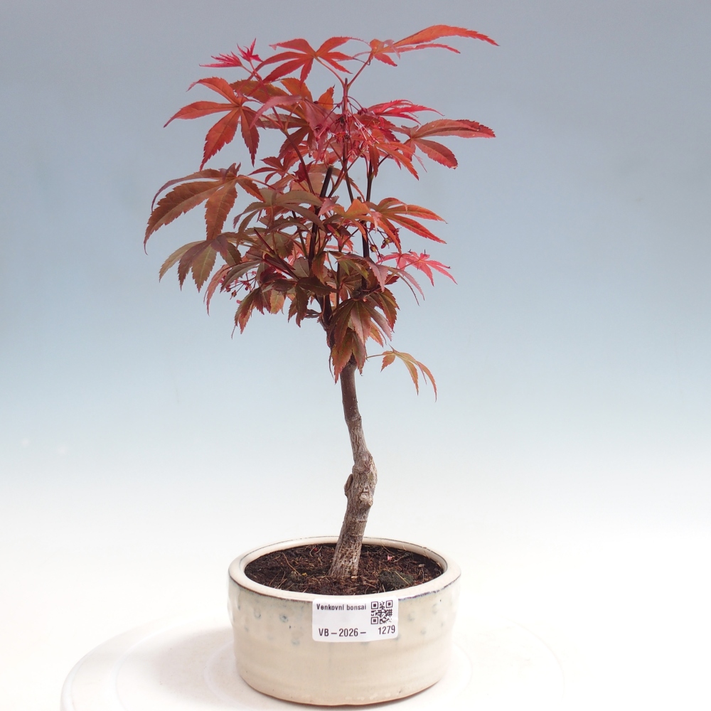 Bonsai na zewnątrz - Palma Acer. Atropurpureum-Javor palmate