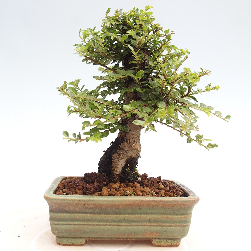 Bonsai zewnętrzne - Ulmus parvifolia Hokkaido - wiąz chiński