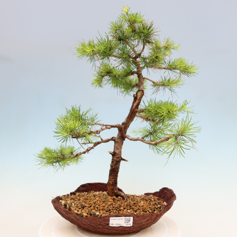 Bonsai zewnętrzne - Larix decidua - Modrzew