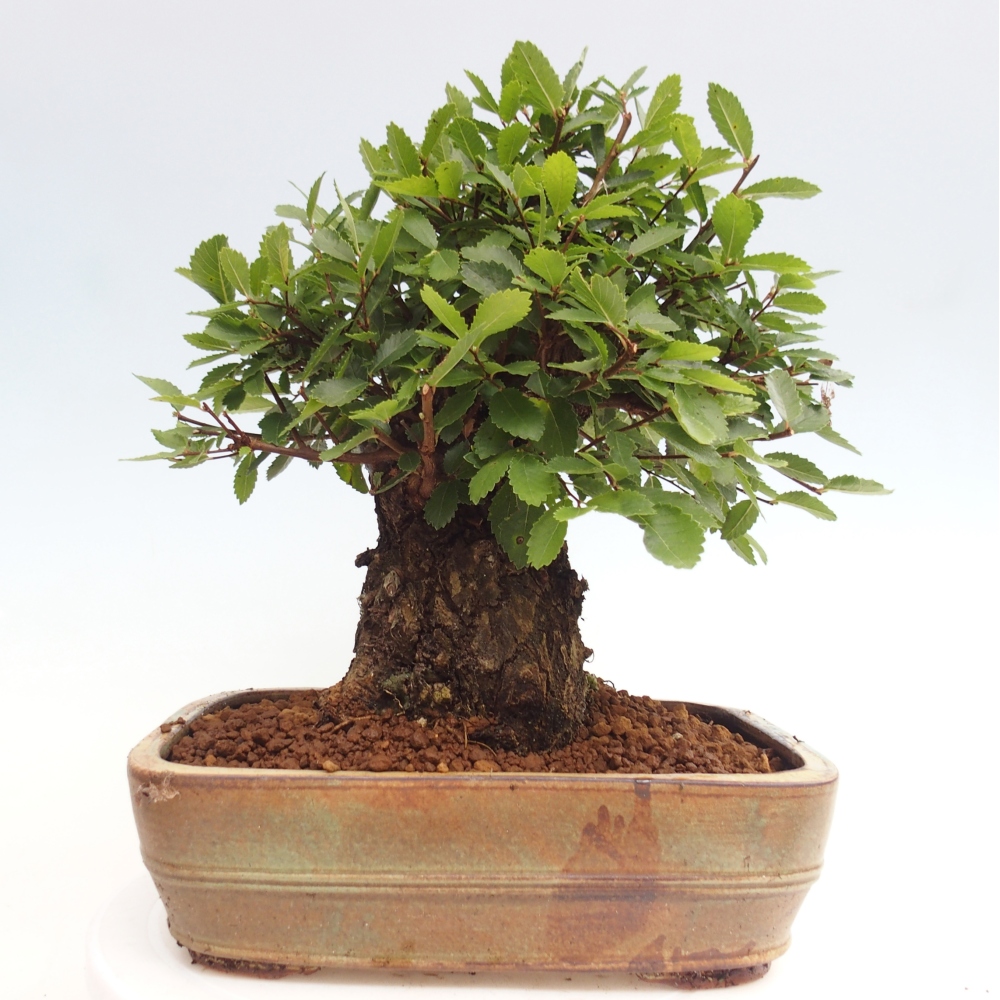 Outdoor bonsai - Zelkova - Zelkova NIRE