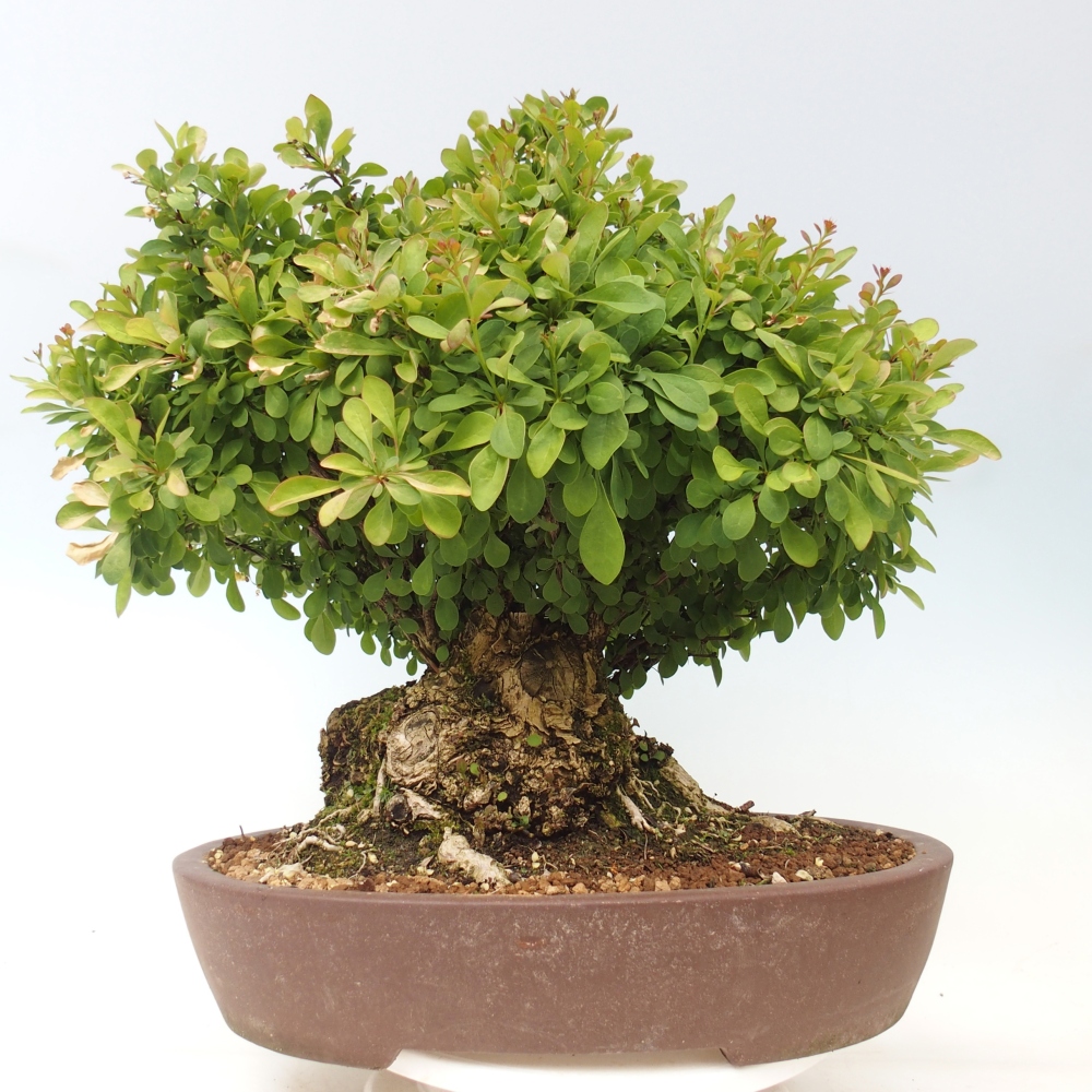 Zewnętrzne bonsai - Berberys - Berberis thunbergii atropurpurea