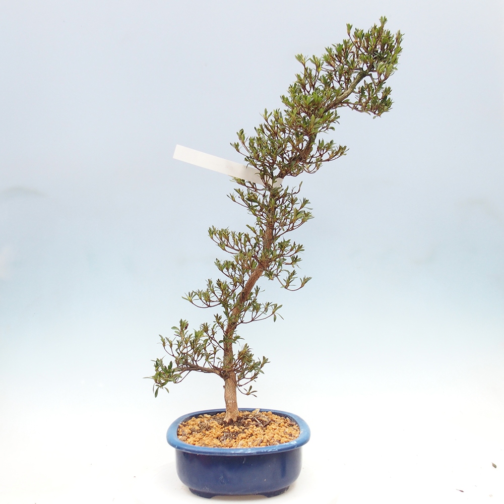 Bonsai zewnętrzne - Azalia japońska - Azalia Hakurin