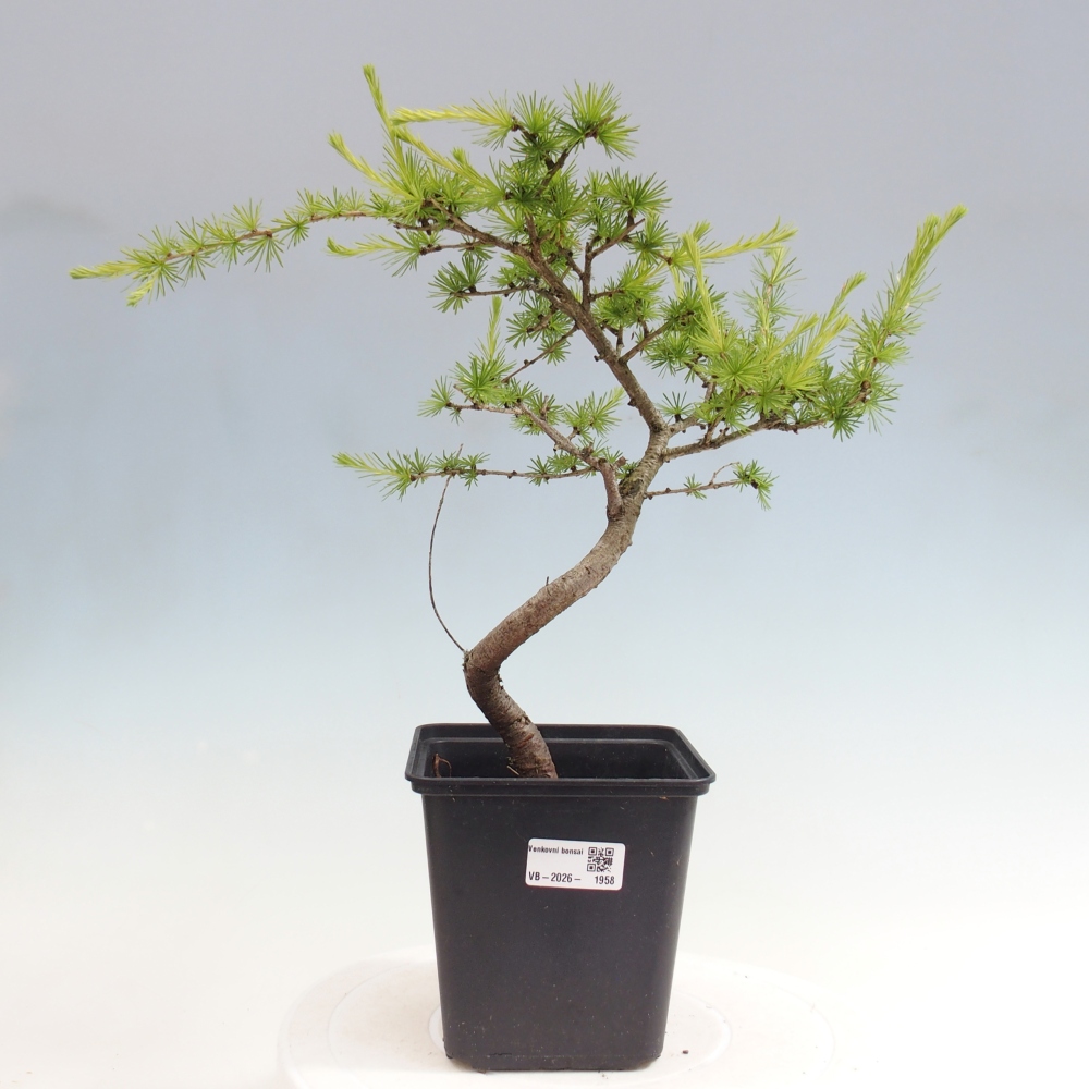 Bonsai zewnętrzne - Larix decidua - Modrzew