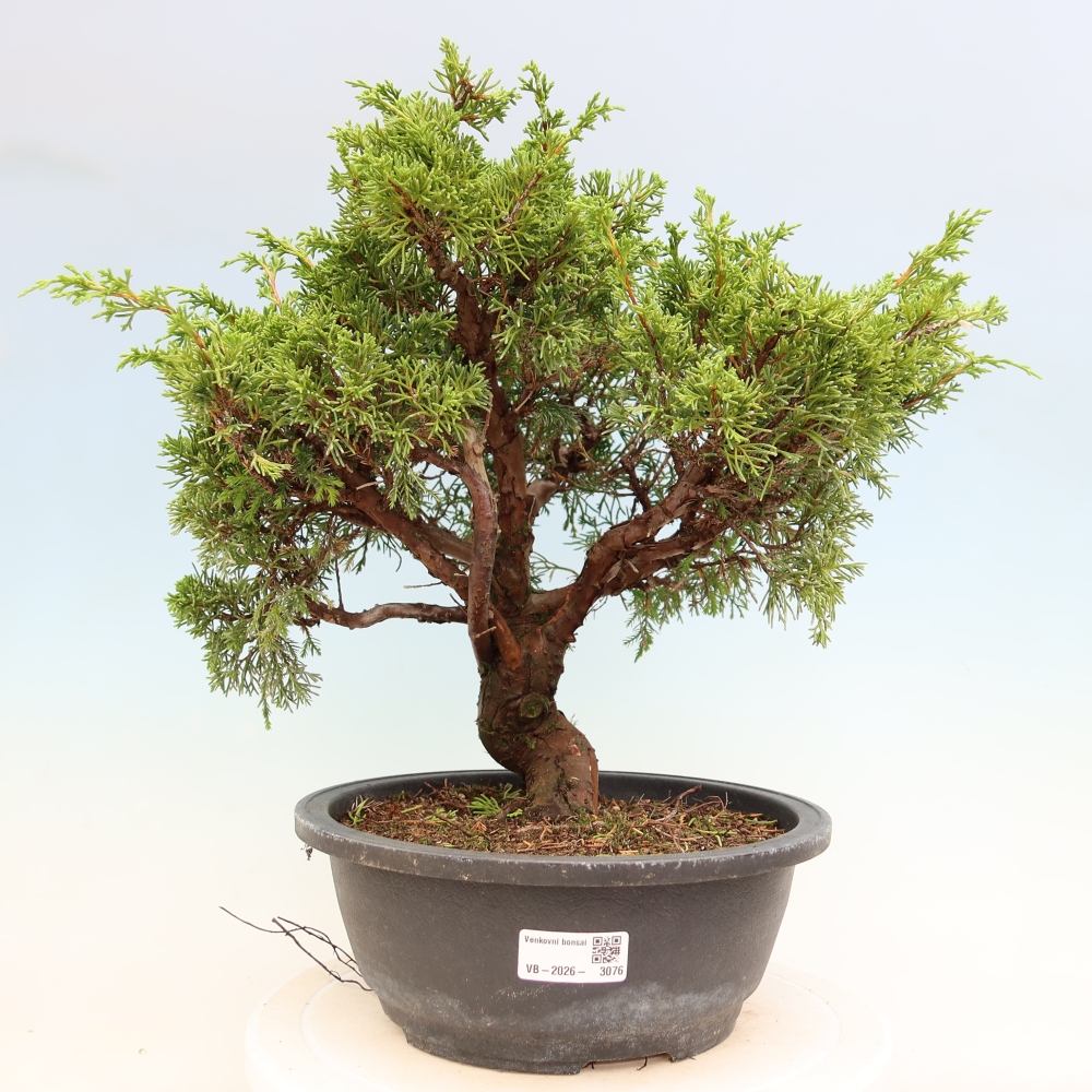 Bonsai ogrodowe – Juniperus chinensis Itoigawa – jałowiec chiński