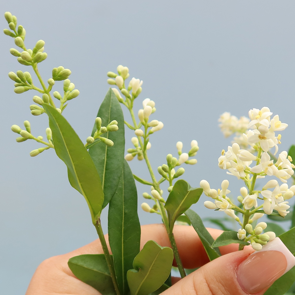 Outdoor bonsai - Ligustrum vulgare - Ptasi dziób