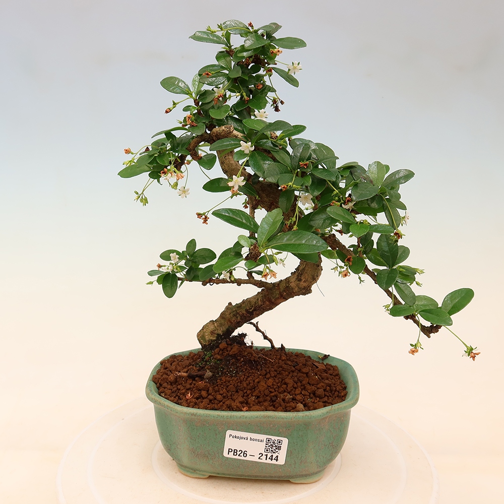 Bonsai pokojowe - Carmona macrophylla - Tea fuki