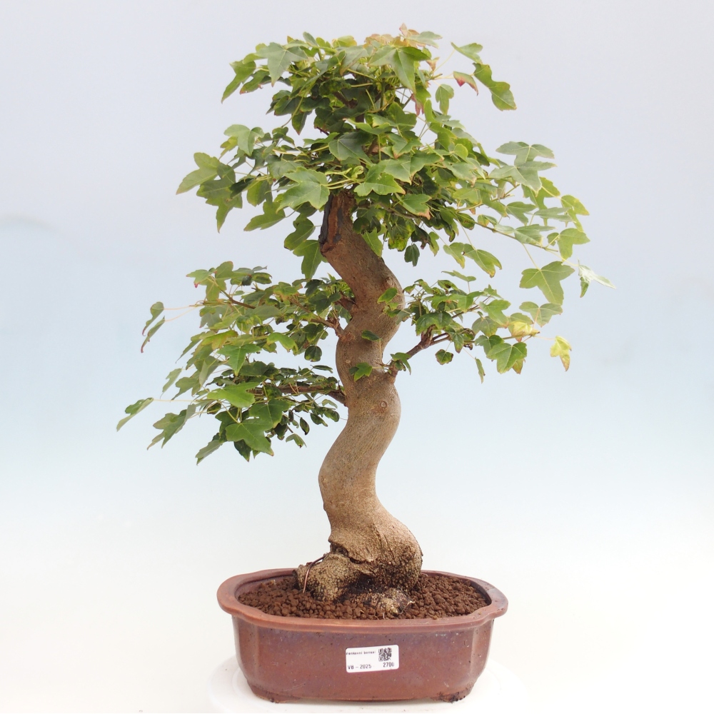 Outdoor bonsai - Maple Buergerianum - Burger Maple