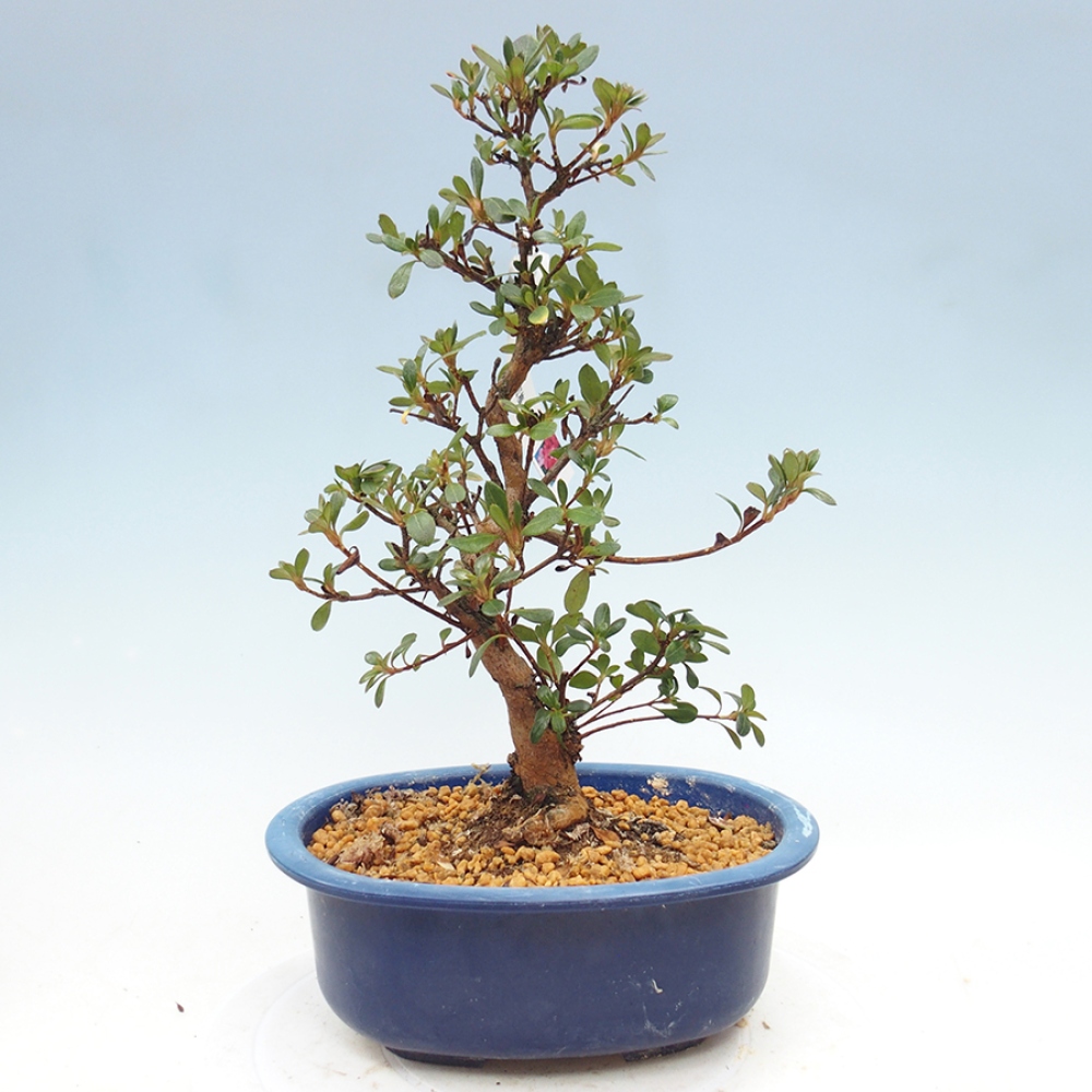 Bonsai zewnętrzne - Azalia japońska - Azalia Kobai