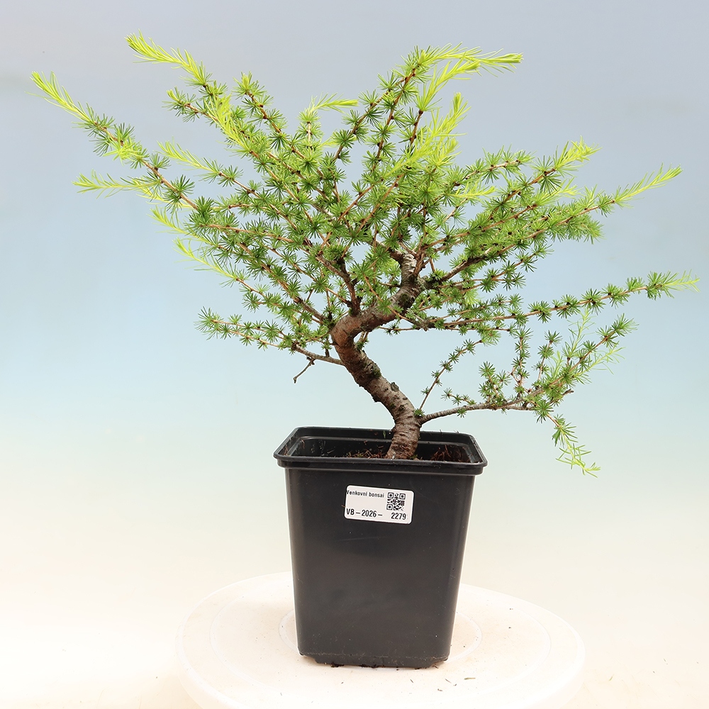 Bonsai zewnętrzne - Larix decidua - Modrzew