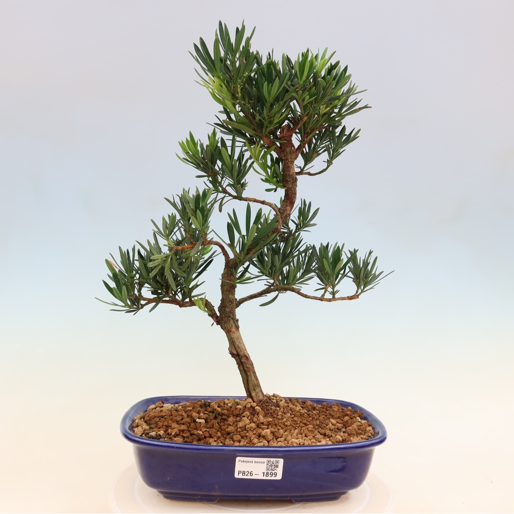 Pokój bonsai - Podocarpus - Kamienny cis