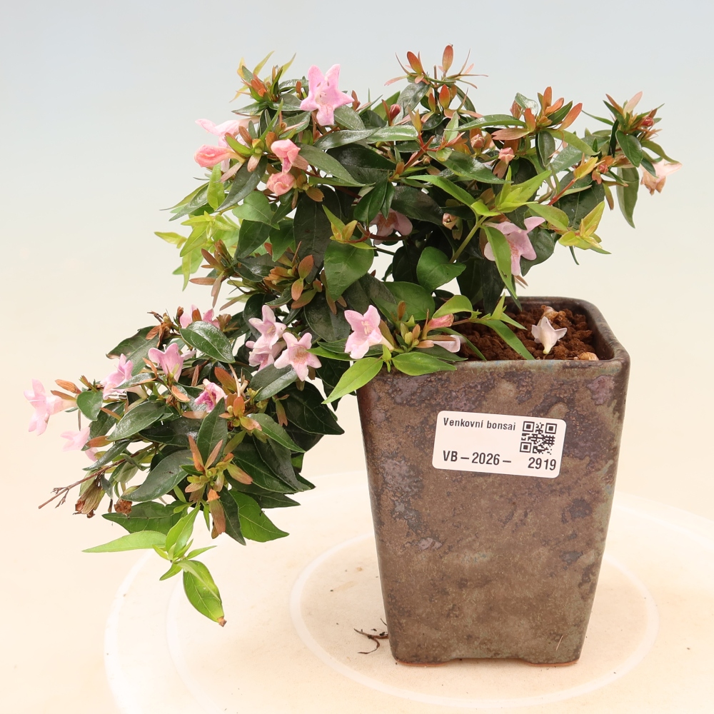 Bonsai ogrodowe – Abelia Edward Goucher – Abelia wielkokwiatowa