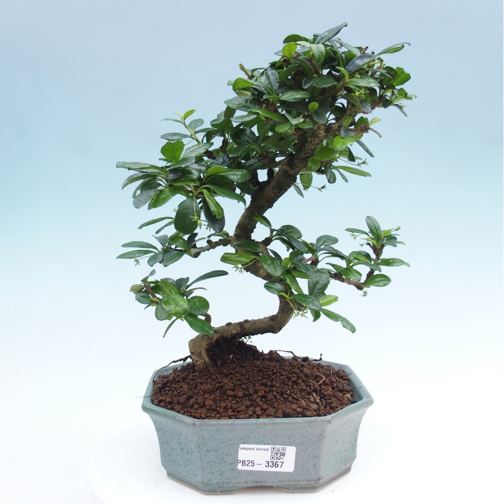 Bonsai pokojowe - Carmona macrophylla - Tea fuki