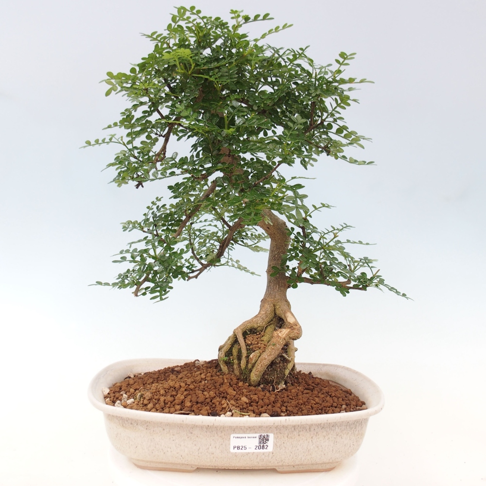 Bonsai do wnętrz - Zantoxylum piperitum - Mięta pieprzowa